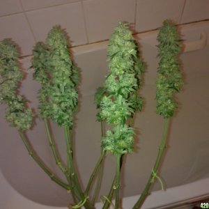 g13 haze ktrain harvest