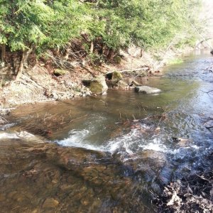 Watering Hole Spring fed Creek