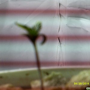 Seedlings potted, 1 week old