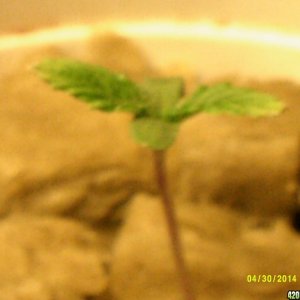 Seedlings