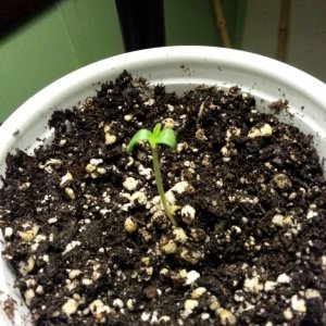 Darkstar Seedling