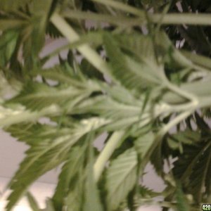 thc bomb auto feminized dwc