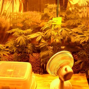 overview of veg room