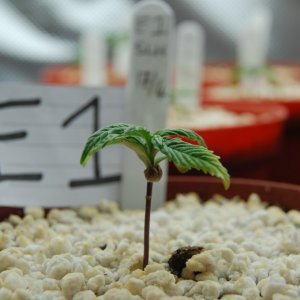 Super Lemon Haze, Seedlings  First Grow