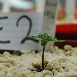 Super Lemon Haze, Seedlings First Grow