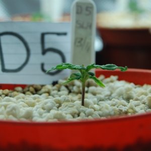 Super Lemon Haze, Seedlings First Grow.