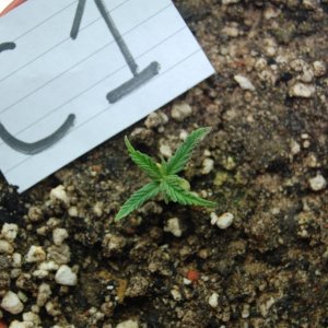 Super Lemon Haze, Seedlings First Grow.