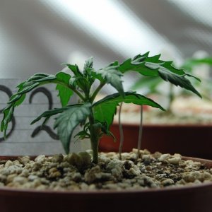 Super Lemon Haze, Seedlings First Grow.