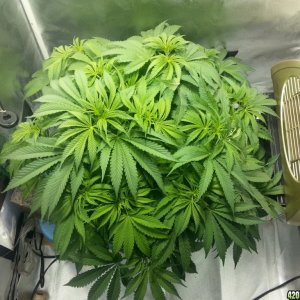 MK LST 45 Days