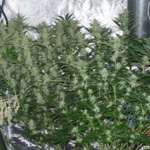 Cream Mandarine Auto Sweet Seeds