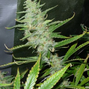 Cream Mandarine Auto Sweet Seeds