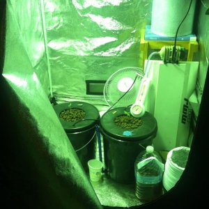 Cream of the Crop seeds-2 strains-Black Gold Auto&Cash Crop Auto DWC