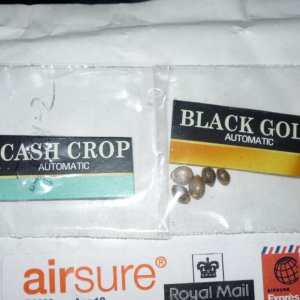 Cream of the Crop seeds-2 strains-Black Gold Auto&Cash Crop Auto DWC