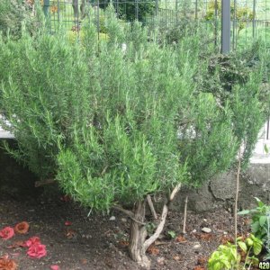 Rosemary bush