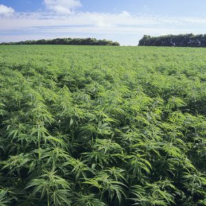 Hemp Field