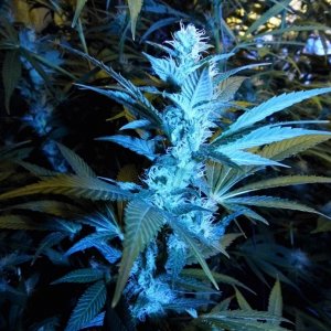 blue widow random bud