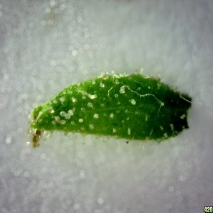 Sugar leaf off of left lady @ ~200x