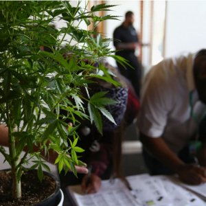 Cannabis Job Fair