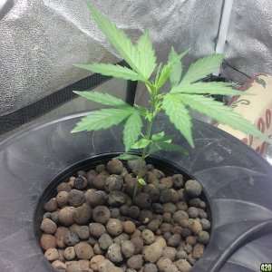 Cream of the Crop seeds-2 strains-Black Gold Auto&Cash Crop Auto DWC