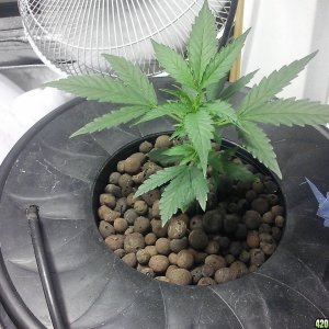 Cream of the Crop seeds-2 strains-Black Gold Auto&Cash Crop Auto DWC