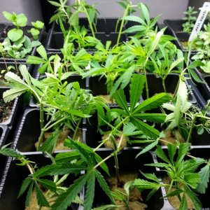 cloning my first grow