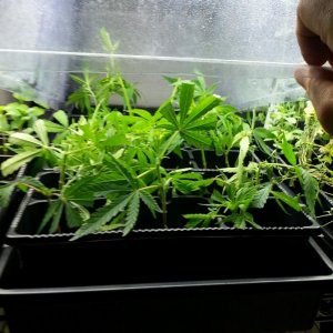 cloning my first grow