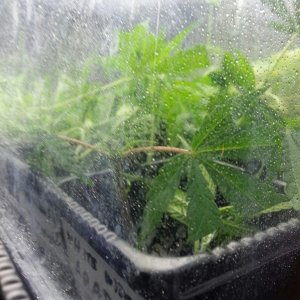 cloning my first grow