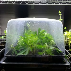 cloning my first grow