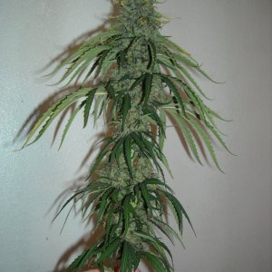 Top cola of the right lady - before trimming