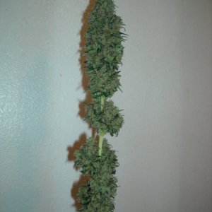 Top cola of the right lady - after trimming