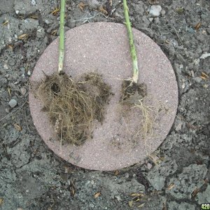 Root structures of the ladies