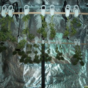 Harvest hanging to dry in grow box