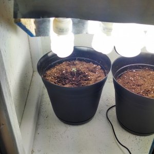 Grow Box