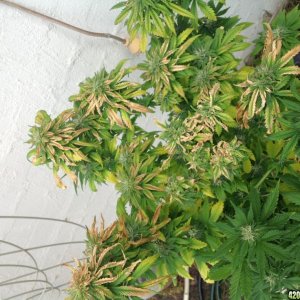 Nitrogen deficiency