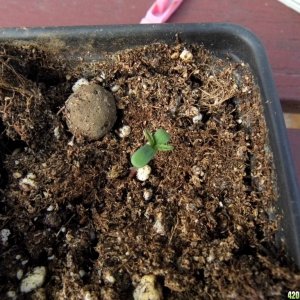 CC seedling