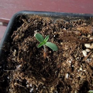 CC seedling