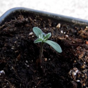 CC seedling