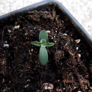 CC seedling