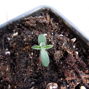 CC seedling