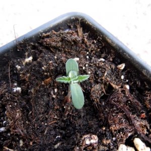 CC seedling