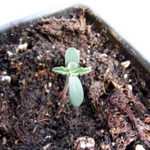 CC seedling