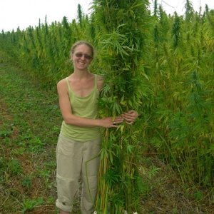 Hemp Harvest