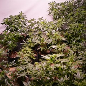 large veg room