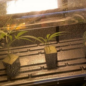 Blue Dream Clones