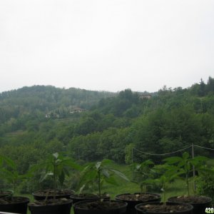 Outdoor seedlings