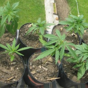 Outdoor seedlings