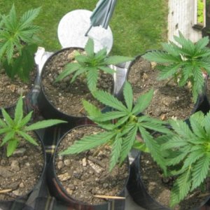 Outdoor seedlings