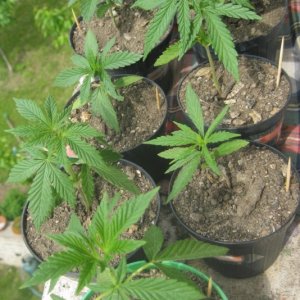 Outdoor seedlings