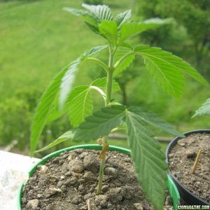 Outdoor seedlings