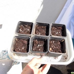 seedlings